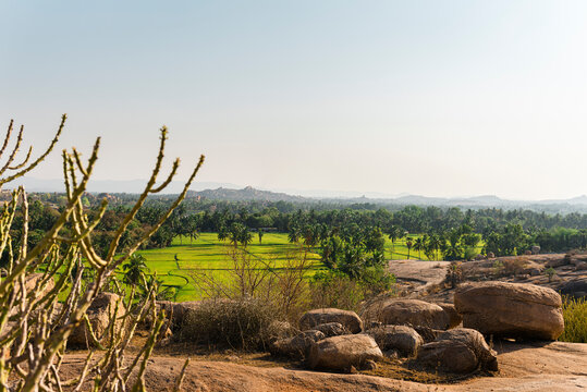 Green rice farmland at sunset with palm trees and granite rocks in foreground in Hampi Island, Karnataka, India