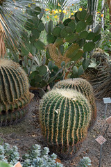 botanischer garten im schlosspark in münster, westfalen, kaktus