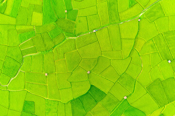 Aerial view of the green and yellow rice field, of agriculture in rice fields for cultivation in Nan Province, Thailand. Natural the texture for background