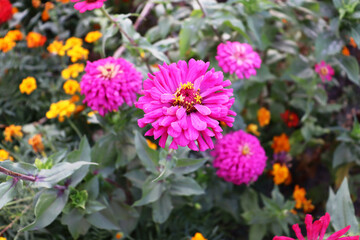 Beautiful romantic flowers on garden