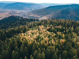 aerial view of autumn forest in mountains