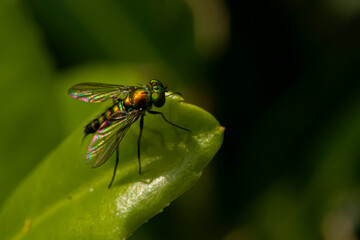 Close up image of a Condylostylus caudatus fly on a leaf. Macro lens image shows the details of the slim, hairy body, vibrant metallic green color and black patterns on its wings.