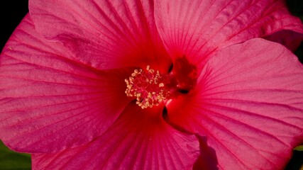 Hibiskus, Malvengewächs, roter Riesenhibiskus, Eibisch © Omm-on-tour