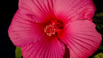 Hibiskus, Malvengewächs, roter Riesenhibiskus, Eibisch © Omm-on-tour