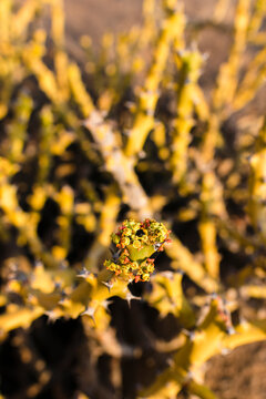 Detail of the flowers of a cactus plant in India, Karnataka, Hampi.  Travel, adventure, culture, india.