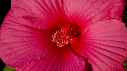 Hibiskus, Malvengewächs, roter Riesenhibiskus, Eibisch © Omm-on-tour