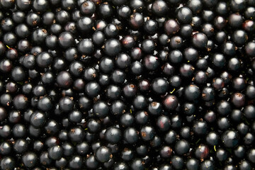 Ripe fresh black currant berries
