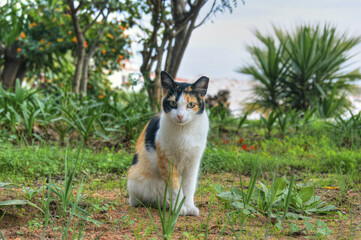 cat staring at me,while i took a picture.