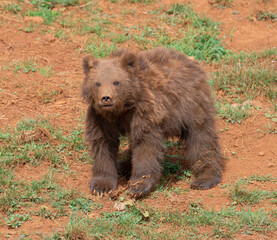 baby brown bear walking and looking at camera
