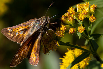 Close up isolated macro image of a male  Atalopedes campestris (Sachem) butterfly on yellow flower....