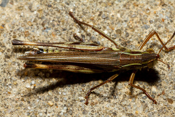 Close up macro image of a large two striped grasshopper (Melanoplus bivittatus) on concrete ground. It has two pale yellow bands on its upper body. this grasshopper is native to north America.