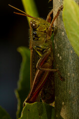 A close up macro lens image of a red legged grasshopper (Melanoplus femurrubrum) on a plant branch. It is used in climate change studies due to its feeding behavior being regulated by temperature.