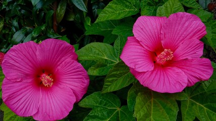 Hibiskus, Malvengewächs, roter Riesenhibiskus, Eibisch © Omm-on-tour