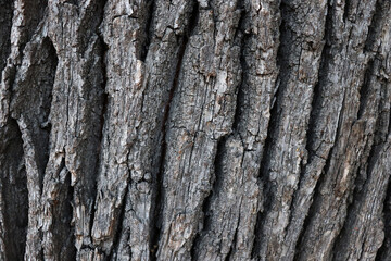 Beautiful nature wallpaper. Dark old crack bark surface