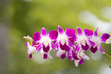 Obraz premium Beautiful orchid flower in nature with blurred background.