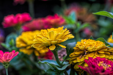 yellow and pink flowers