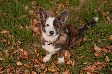 Closeup side view portrait of Welsh Corgi dog in autumn background. Dog on autumn yellow leaves