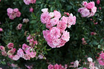 Beautiful romantic pink flowers on big green bush