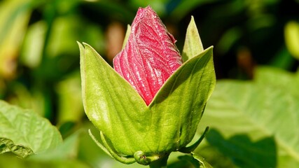 Hibiskus, Malvengewächs, roter Riesenhibiskus, Eibisch