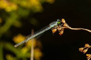 Close up isolated macro image of a Ischnura posita (fragile forktail) a damselfly that measures around 25 mm and is native to eastern USA. This powdery blue striped insect is perching on dry flowers.