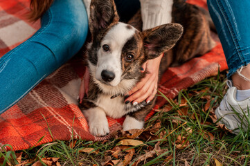 Welsh Corgi dog with owner walking outdoors on sunny day. Training the dog in the park. love and...