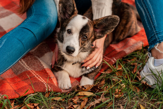 Welsh Corgi dog with owner walking outdoors on sunny day. Training the dog in the park. love and care for the pet.