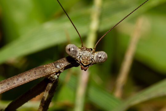 A head shot close up macro lens image of an adult Carolina mantis  on a plant. Image shows details of its compound eye, mouth pieces and antenna as well as parts of its powerful arm