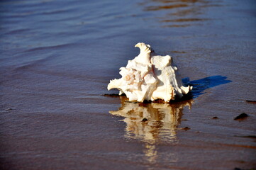 Obraz na płótnie Canvas Seashell on the sea beach near the water.