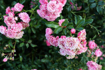 Obraz na płótnie Canvas Pink romantic flowers on green branch