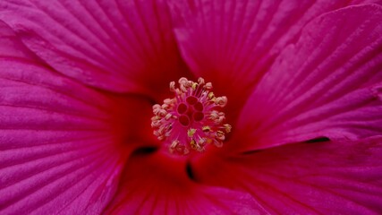 Hibiskus, Malvengewächs, roter Riesenhibiskus, Eibisch © Omm-on-tour