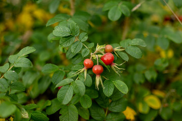 
rose hips and leaves