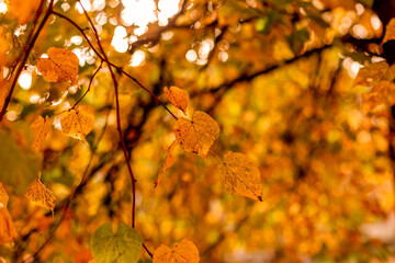 Fototapeta premium leaves in autumn on the branches