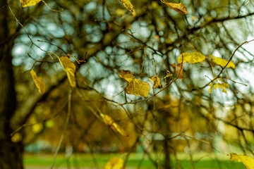
leaves in autumn on the branches