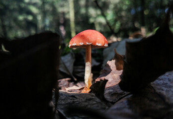 mushroom in the forest