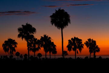 Palm Trees in Sunset glow