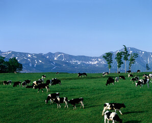 Fototapeta premium 牧場の牛