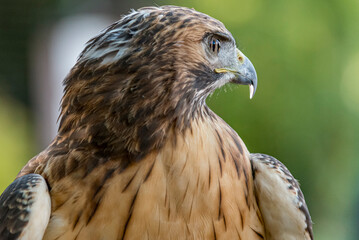 close up of a falcon