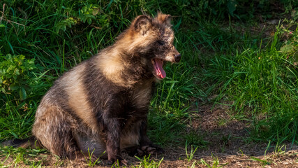 エゾタヌキ　あくび