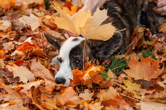 Closeup portrait of Welsh Corgi dog looking at camera in autumn background. Dog on autumn leaves. Banner