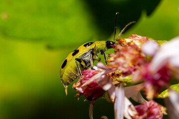 Diabrotica undecimpunctata (southern corn rootworm) a.k.a. spotted cucumber beetle is an agricultural pest that eats roots, bodies and flowers of crops and carries wilt disease bacteria..