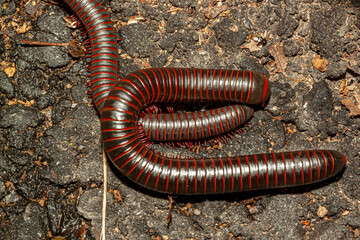 Close up isolated macro image of two Narceus americanus (American giant millipedes) mating on a rock in Shenandoah National Park. This is a gray worm like arthropod with red stripes