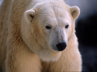 Fototapeta premium シロクマ