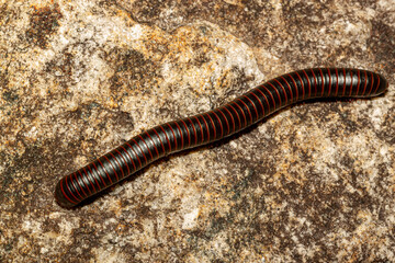 Close up isolated macro image of a Narceus americanus (American giant millipede) an arthropod native to eastern part of north america. It is a worm like gray bug with red segments.