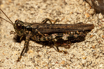 Close up isolated macro image of a grizzly locust (Melanoplus punctulatus) on a rock in Shenandoah National Park, It is also known as Pine tree spur throated grasshopper is native to North America