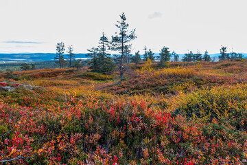 field of automn colors
