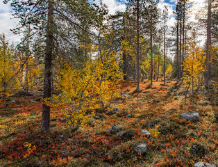 autumn in the forest