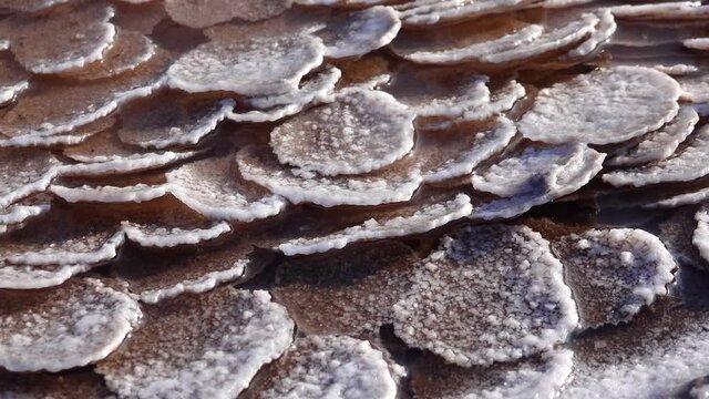 Kuyalnik estuary, Black Sea. Table salt in the form of round pancakes at the bottom and the bank of the estuary. Table salt crystals