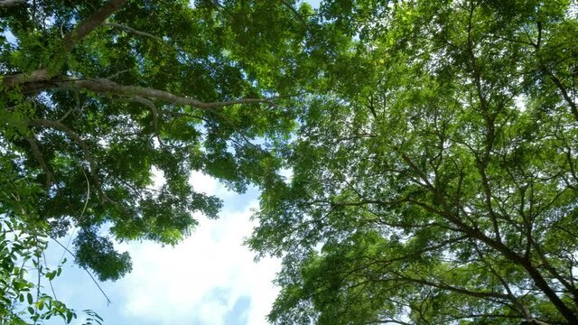 Looking up and panning right shot on Tree, POV view. Beautiful Sun's light through tops of trees, sun shines through foliage. "Rain
Tree East Indian Walnut" or "Samanea saman".