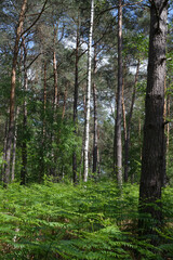 Obraz premium Fougères vertes de forets sous des pins. Green forest ferns under pine trees.