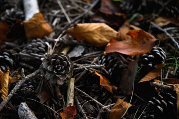 秋の花のような松ぼっくり